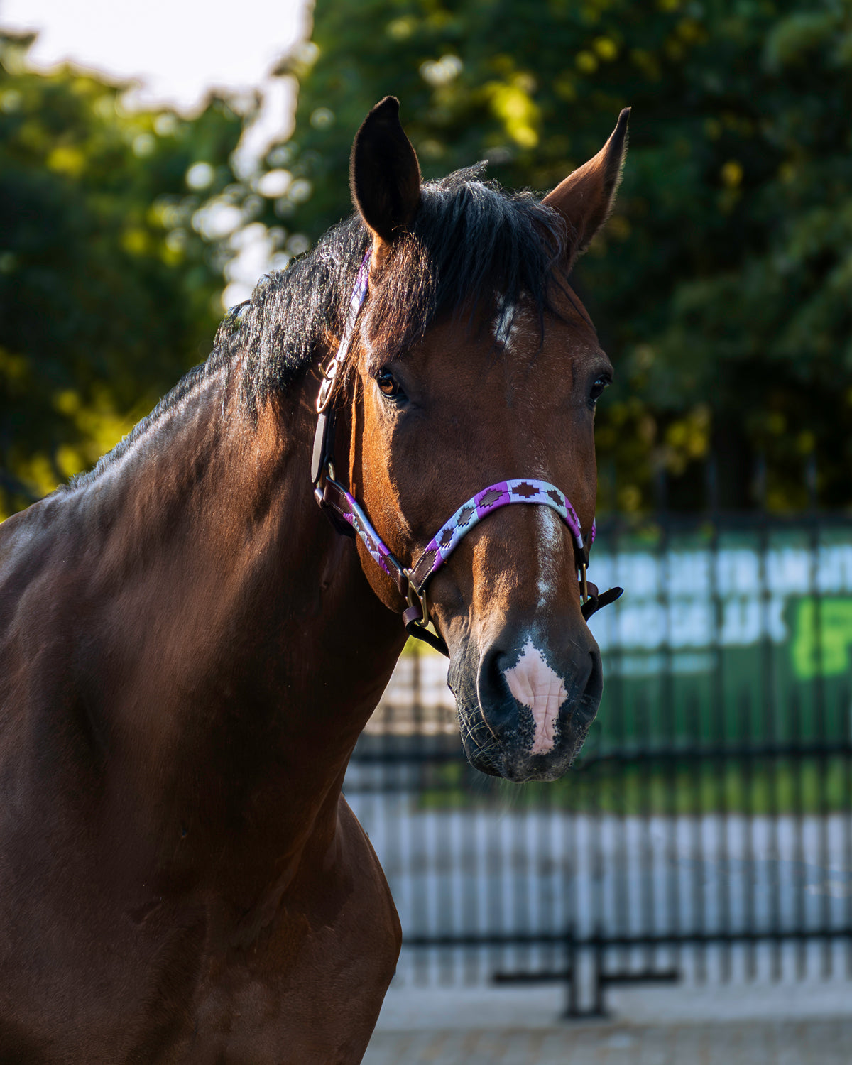 Gepersonaliseerd polo halster - Orquídea