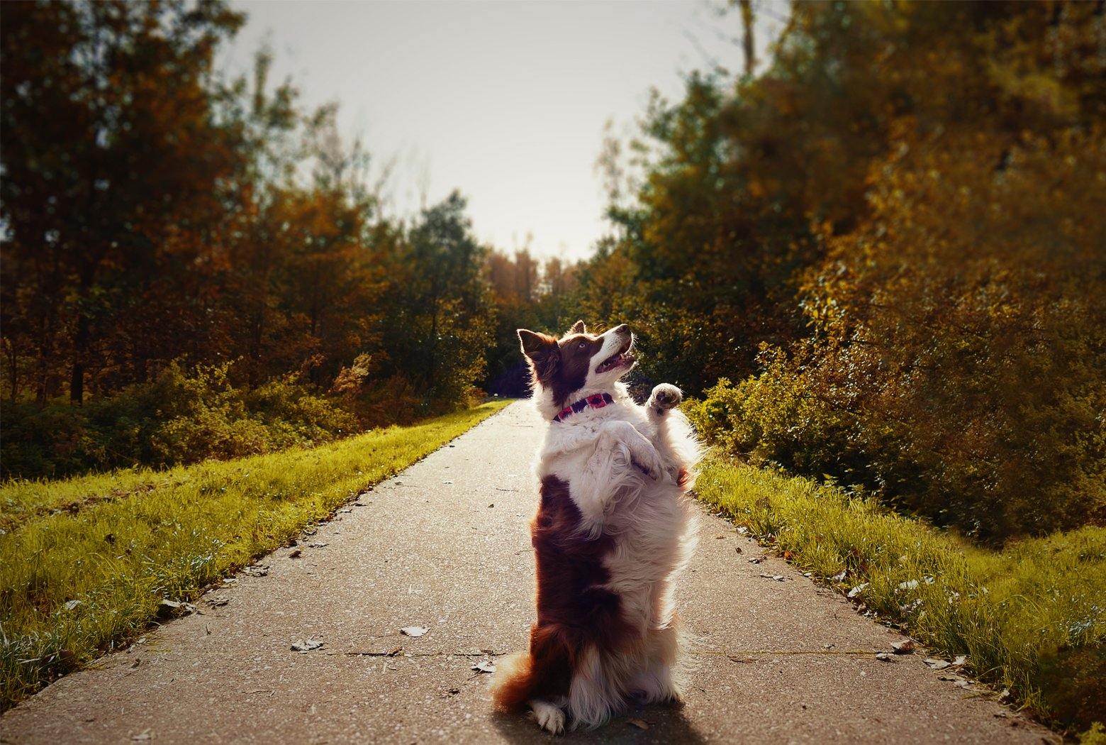 Een portraitfoto van een hond in het bos met de halsband Rosado om.