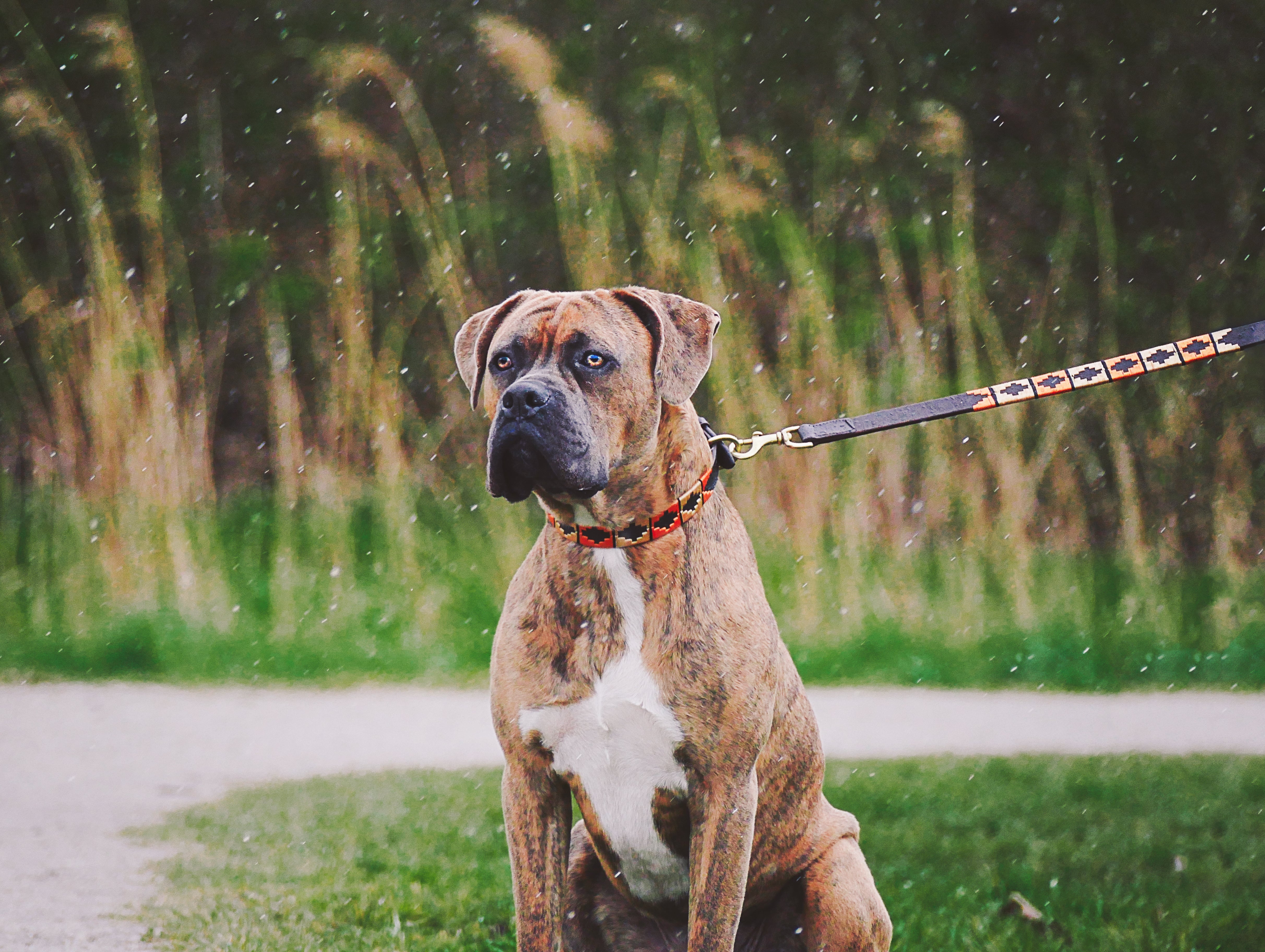 Een portraitfoto van hond met de halsband Naranja om in een park -  Happy colour Equestrian Design