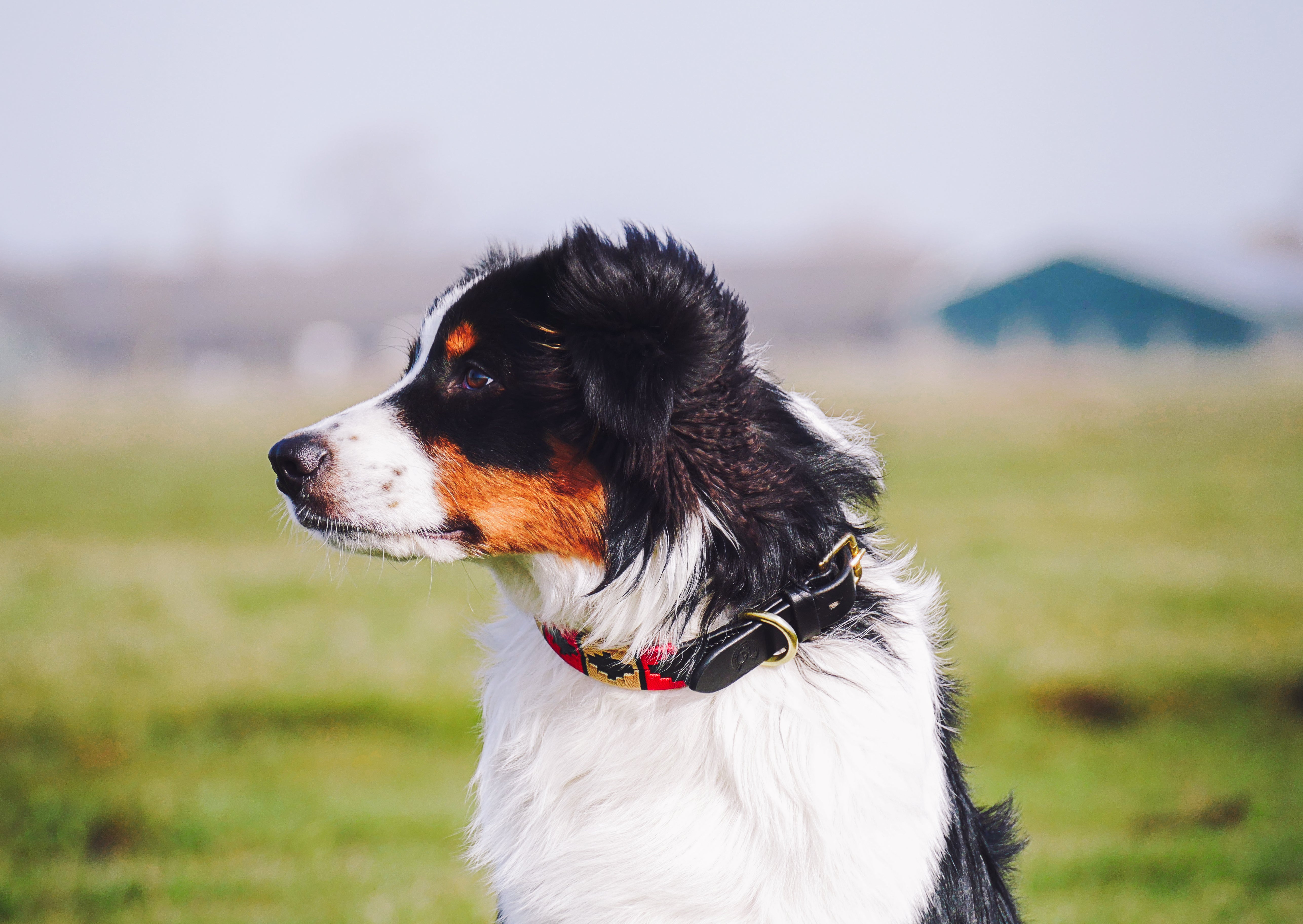 Een portraitfoto van hond met de halsband Rojo om in kerstsfeer - Happy colour Equestrian Design