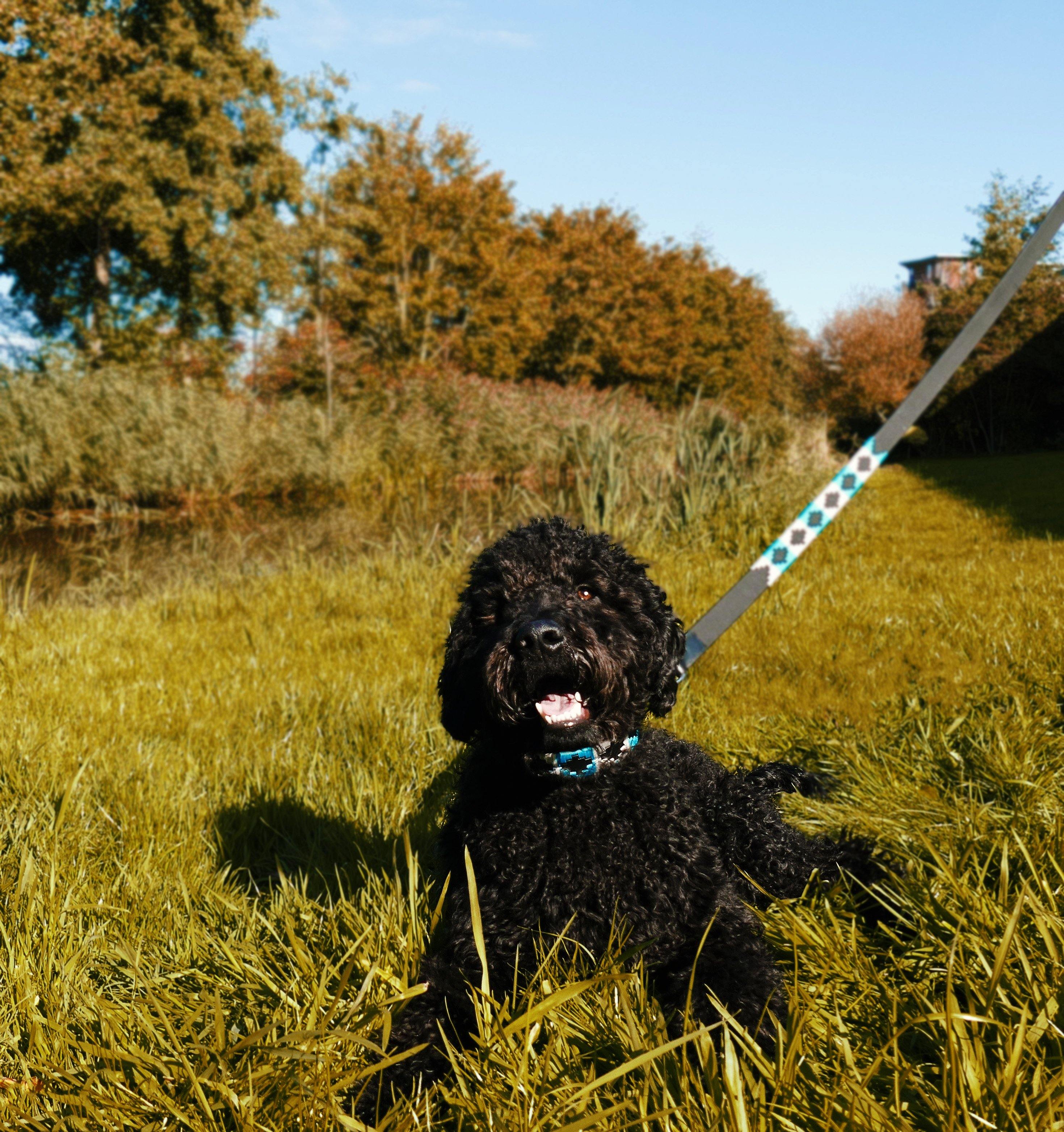 Een portraitfoto van een hond in het gras met de halsband Turquesa om.